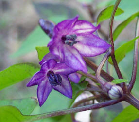 Ornamental Pepper, Capsicum annuum var Explosive Ember (2)