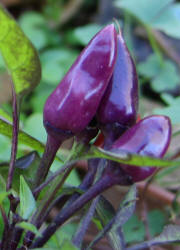 Ornamental Pepper, Capsicum annuum var Explosive Ember (3)