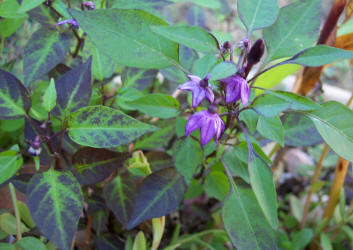 Ornamental Pepper, Capsicum annuum var Explosive Ember