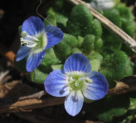 Persian Speedwell, Veronica persica (2)