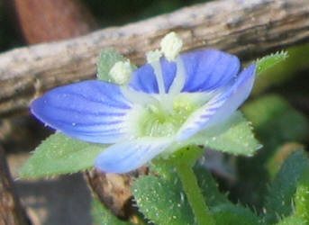 Persian Speedwell, Veronica persica (3)