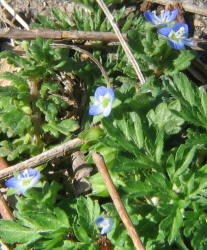 Persian Speedwell, Veronica persica (4)