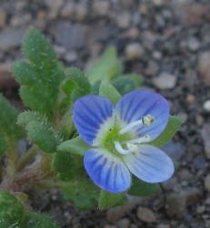 Persian Speedwell, Veronica persica