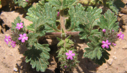 Pink Mock Vervain, Glandularia pumila (2)