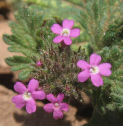 Pink Mock Vervain, Glandularia pumila (3)