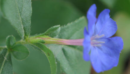 Plumbago, Pulmbago sp. (1)