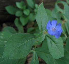 Plumbago, Pulmbago sp.