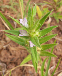 Poorjoe, Diodia teres (1)