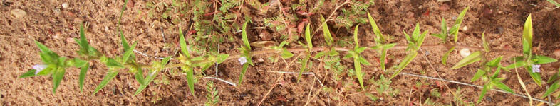 Poorjoe, Diodia teres (2)