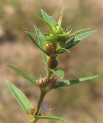 Poorjoe, Diodia teres (4)