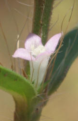 Poorjoe, Diodia teres (6)