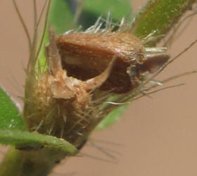 Poorjoe, Diodia teres (9)