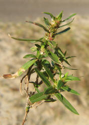 Poorjoe, Diodia teres, VZ (1)