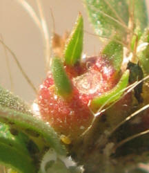 Poorjoe, Diodia teres, VZ (13)