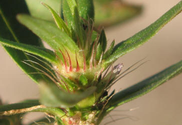 Poorjoe, Diodia teres, VZ (4)