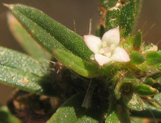 Poorjoe, Diodia teres, VZ (7)