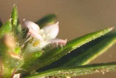 Poorjoe, Diodia teres, VZ (9)