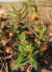 Poorjoe, Diodia teres, VZ