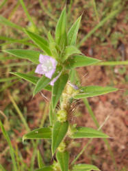 Poorjoe, Diodia teres