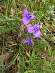 Prairie Spiderwort, Tradescantia occidentalis, A (1)