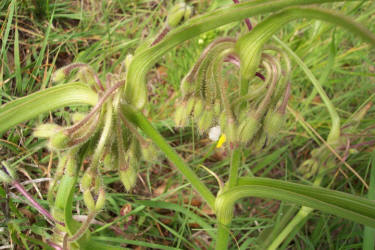 Prairie Spiderwort, Tradescantia occidentalis, A (4)