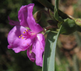 Prairie Spiderwort, Tradescantia occidentalis, B (1)