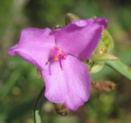 Prairie Spiderwort, Tradescantia occidentalis, B (2)