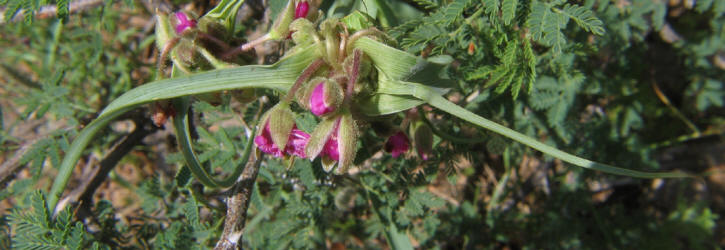 Prairie Spiderwort, Tradescantia occidentalis, B (3)