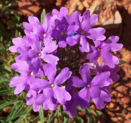 Prairie Verbena, Glandularia bipinnatifida (1)