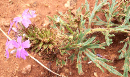 Prairie Verbena, Glandularia bipinnatifida (3)