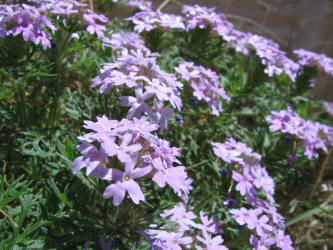 Prairie Verbena, Glandularia bipinnatifida (9)