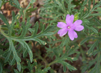 Prairie Verbena, Glandularia bipinnatifida