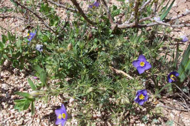 Prickleleaf Gilia,Giliastrum acerosum, Gilia rigidula (2)