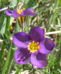 Prickleleaf Gilia,Giliastrum acerosum, Gilia rigidula (6)