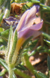 Prickleleaf Gilia,Giliastrum acerosum, Gilia rigidula (7)