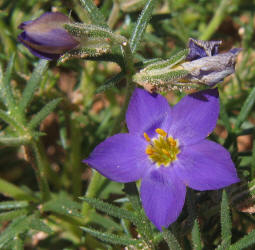 Prickleleaf Gilia,Giliastrum acerosum, Gilia rigidula (8)