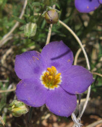 Prickleleaf Gilia,Giliastrum acerosum, Gilia rigidula (9)