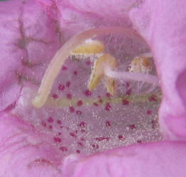 Purple Gerardia, Agalinis purpurea (2)