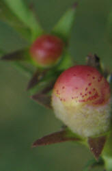 Purple Gerardia, Agalinis purpurea (3)