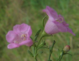 Purple Gerardia, Agalinis purpurea