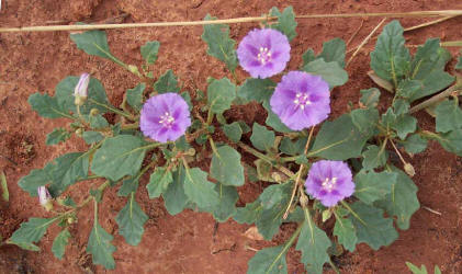 Purple Ground-Cherry, Quincula lobata (7)