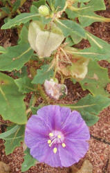 Purple Ground-Cherry, Quincula lobata (9)