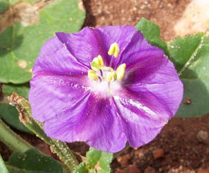 Purple Ground-Cherry, Quincula lobata