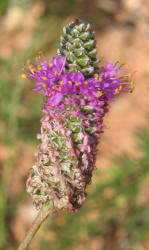 Purple Prairie Clover, Dalea purpureum (2)