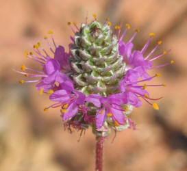 Purple Prairie Clover, Dalea purpureum