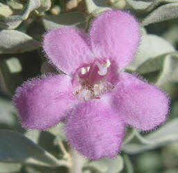Purple Sage, Leucophyllum frutescens (1)