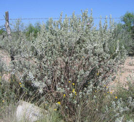 Purple Sage, Leucophyllum frutescens (3)