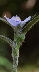 Reverchons Spiderwort, Tradescantia reverchonii, Hill (1)