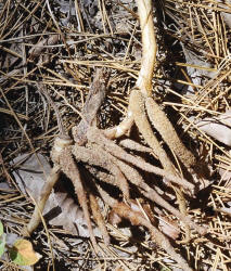 Reverchons Spiderwort, Tradescantia reverchonii, Hill (2)