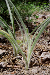 Reverchons Spiderwort, Tradescantia reverchonii, Hill (3)
